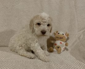 Friendly Lagotto Bianca - Romagna Water Dog Puppy for sale