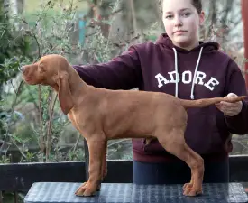 Pörgelóci Land Rover - Kurzhaariger Ungarischer Vorstehhund Angebotener Welpe