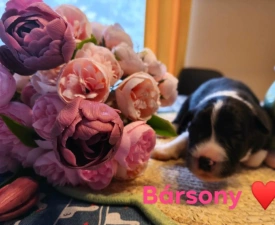 Bársony - Border Collie eladó kiskutya