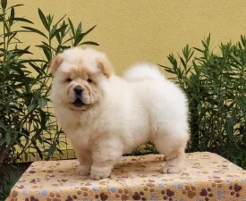 Ursula - Chow Chow Angebotener Welpe