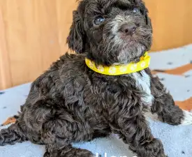 Ürömi Szarvasgombász Hope - Romagna Water Dog Puppy for sale