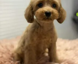Omara - Poodle Toy Puppy for sale