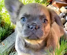 Derek - Francia bulldog eladó kiskutya
