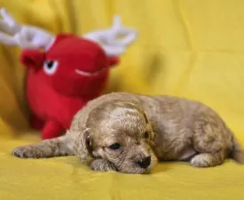 Hulk - Cavapoo Puppy for sale