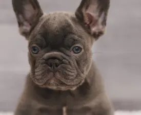 Mira  - French Bulldog Puppy for sale