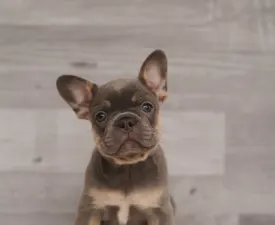 Odin  - French Bulldog Puppy for sale