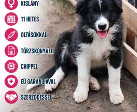Brooke Fmg - Border Collie Angebotener Welpe