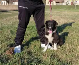 Talisman - Border Collie eladó kiskutya