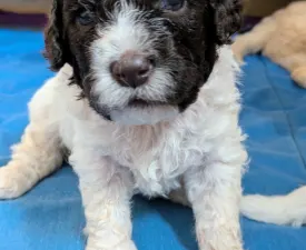 Ürömi Szarvasgombász Ignazio - Romagna Water Dog Puppy for sale