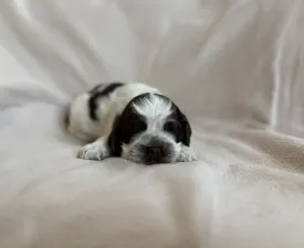 Wondercocker Coco Chanel - American Cocker Spaniel Angebotener Welpe