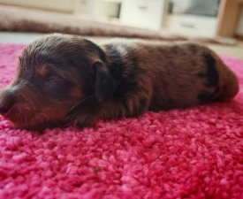 Tigris - Dachshund Puppy for sale
