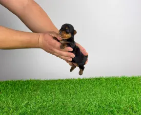Pola - Yorkshire Terrier eladó kiskutya