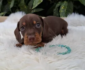 Emory - Dackel Angebotener Welpe