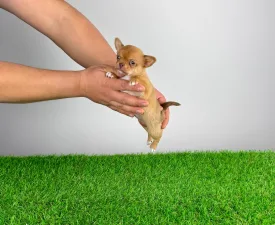 Tina - Chihuahua Cățeluș de vânzare