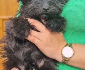Müzli - Maltipoo Szczenię na sprzedaż