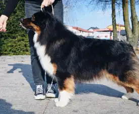 Cora - Ausztrál juhászkutya eladó kiskutya