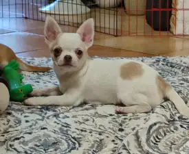 Sellő  - Chihuahua Angebotener Welpe