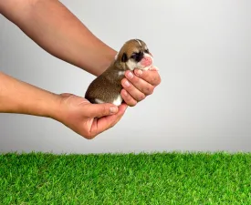 Wolf - Pembroke Welsh Corgi eladó kiskutya