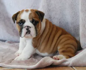 Rengőhegyi-ormán Delisa - Bulldog Puppy for sale