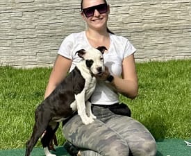 Broadway  Panda Of Fianna Team - American Staffordshire Terrier Puppy for sale