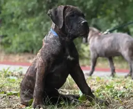 Apollon - Cane Corso Italiano Puppy for sale