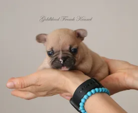 Ben - Französische Bulldogge Angebotener Welpe