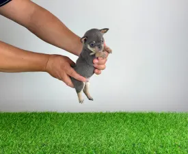 Nimrod - Chihuahua Cățeluș de vânzare