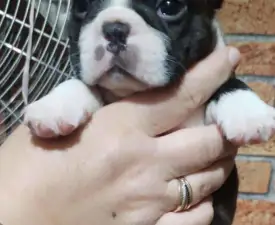 Carlito - Boston Terrier Puppy for sale