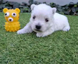 Agnes - West Highland White Terrier Puppy for sale