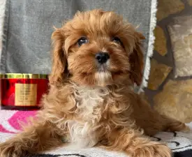Zara - Cavapoo Puppy for sale