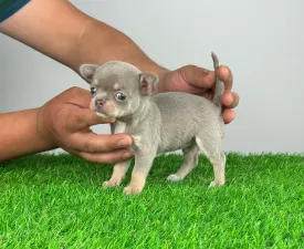 Qually - Chihuahua Angebotener Welpe