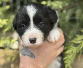 Brooklyn - Border Collie Cățeluș de vânzare