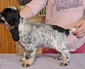 Smart Cocker The Willpower - Angol Cocker spániel eladó kiskutya