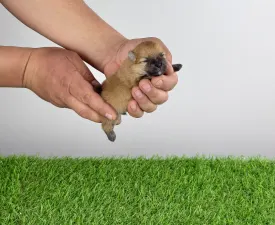 Acon - Pomeranian eladó kiskutya