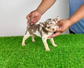 Flora - Chihuahua Chiot à vendre