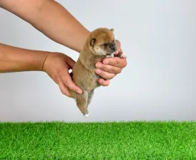 Xena - Shiba inu Szczenię na sprzedaż