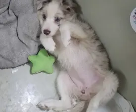 Fióna/dr Szöszi - Border collie Szczenię na sprzedaż