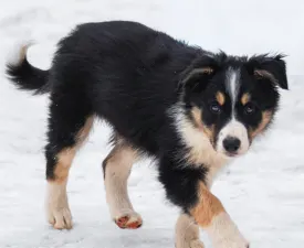 Nanna - Border Collie Puppy for sale