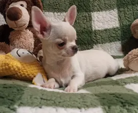 Energia Bomba  - Chihuahua Puppy for sale