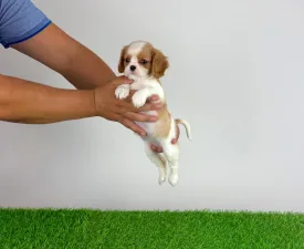 Saci - Cavalier King Charles Spaniel Puppy for sale