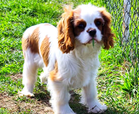 Erdőszéli Ezüstcsillag Pietro  - Cavalier King Charles spániel eladó kiskutya