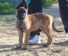 Alita 5175 - Belga juhászkutya eladó kiskutya