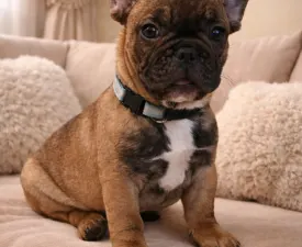 Ede - French Bulldog Puppy for sale