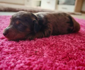 Tigris - Tacskó eladó kiskutya