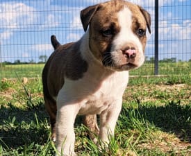 Unique Blood Espresso - Amerikai staffordshire terrier eladó kiskutya