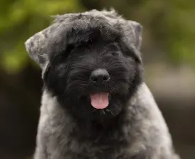 Fehér - Flanders Cattle Dog Puppy for sale