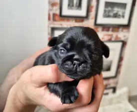 Leia - Carlino Cucciolo in vendita