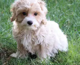 Jude - Maltipoo Štěně na prodej