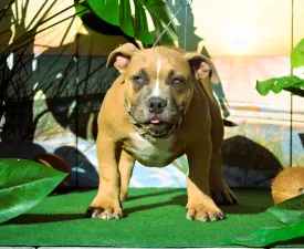 Bbb.mufasa - Amerikai Bully - Pocket eladó kiskutya