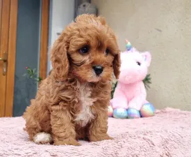 Nara - Cavapoo Puppy for sale